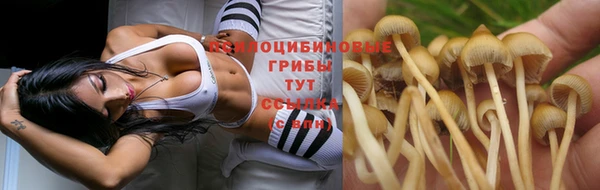 прущие грибы Богородицк